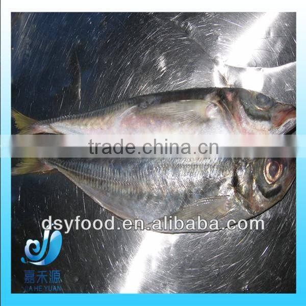 Frozen whole round pacific mackerel fish