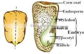 automatic corn flour making machine