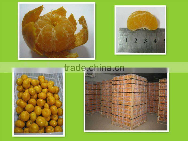 top grade sweet satsuma mandarin