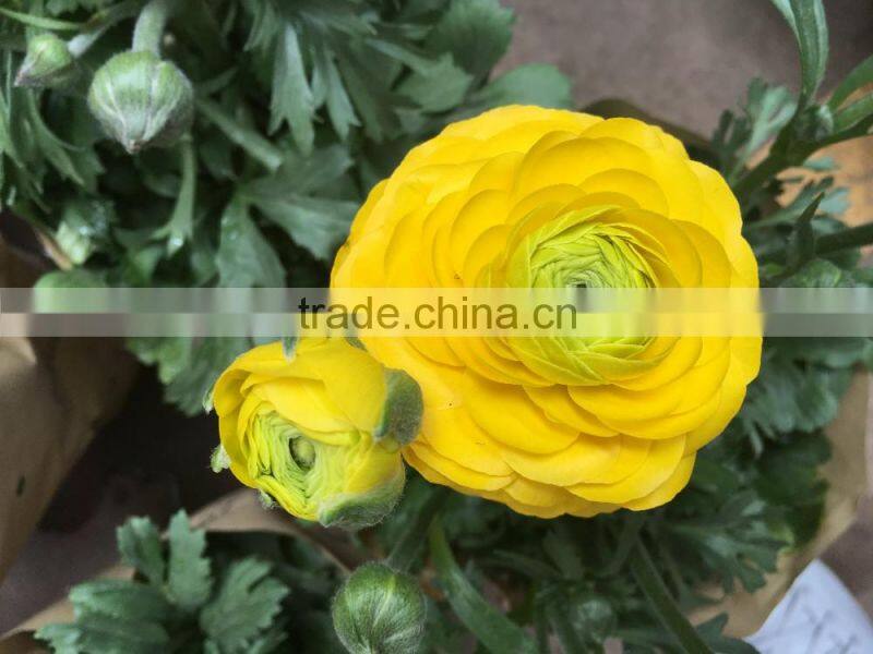 2016 first class yellow flower peony for wholesale
