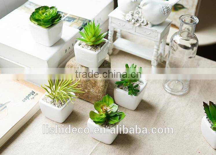 Export Succulent Plants Artificial Succulent Plants Bonsai Succulent Plants
