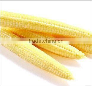 canned baby young corn cuts