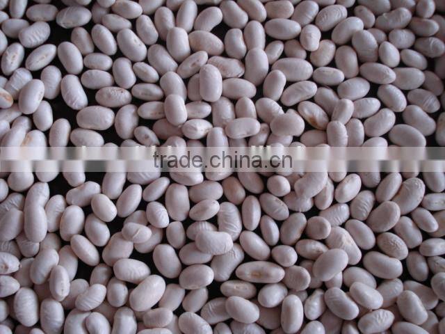 White Kidney Beans, Japanese type 2014 crop, 400-450pcs/100g