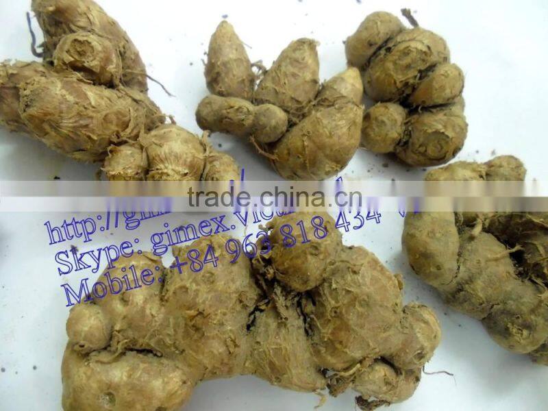 GIMEX VIET NAM PURPLE GINGER