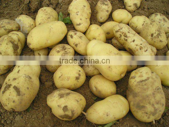 Fresh potato/holalnd potato/potato supplier