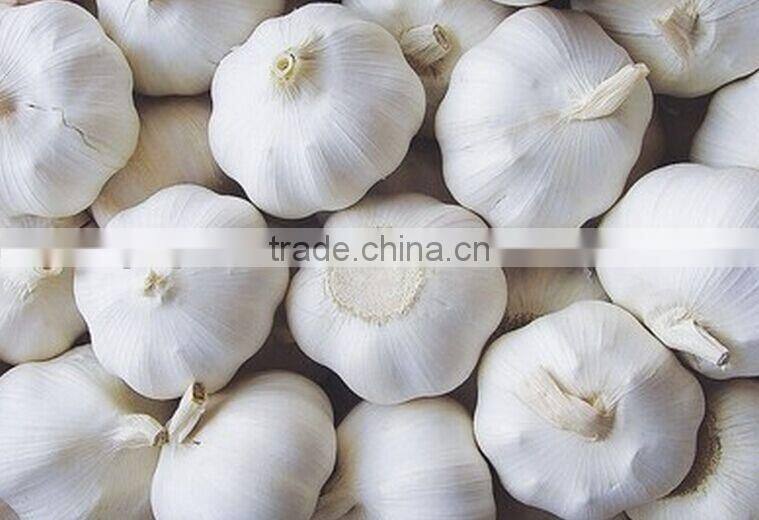 crushed garlic 350g