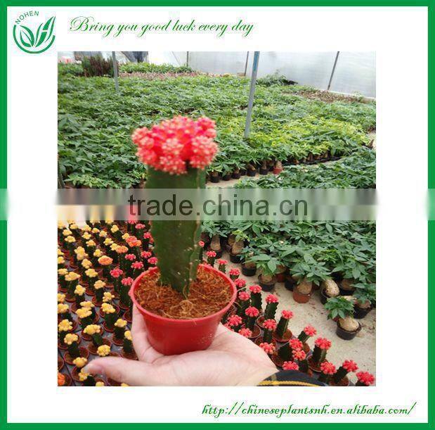 Lucky Grated Mini Colorful Cactus