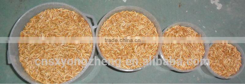 2.8 cm Dried Mealworm with FDA certification