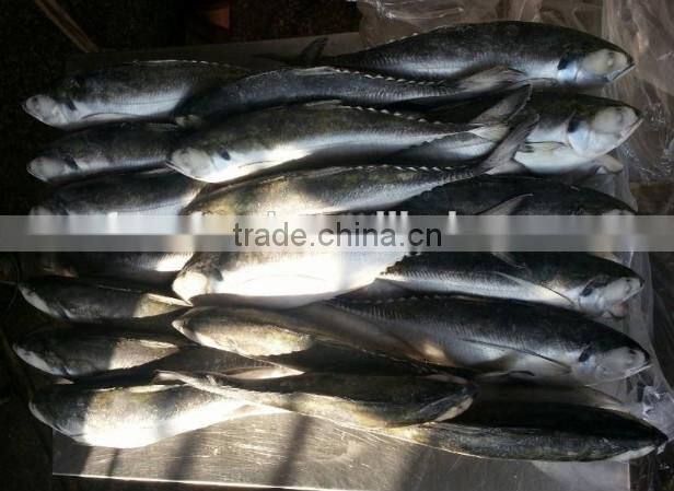 Whole Round Frozen Jack Mackerel