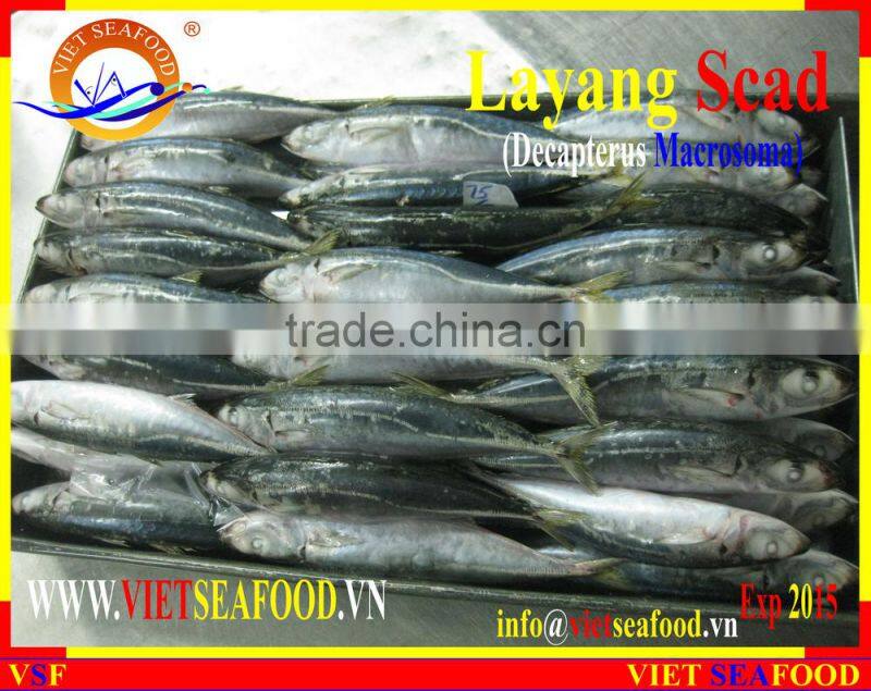 FROZEN LAYANG SCAD (MUROAJI) WHOLE ROUND