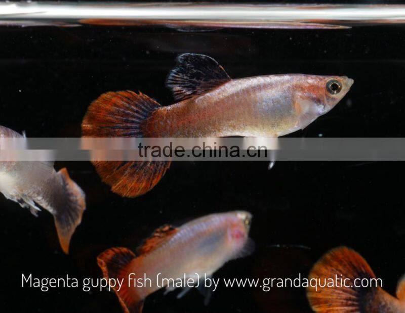 Magenta guppy for Freshwater Aquarium fish export company from Thailand