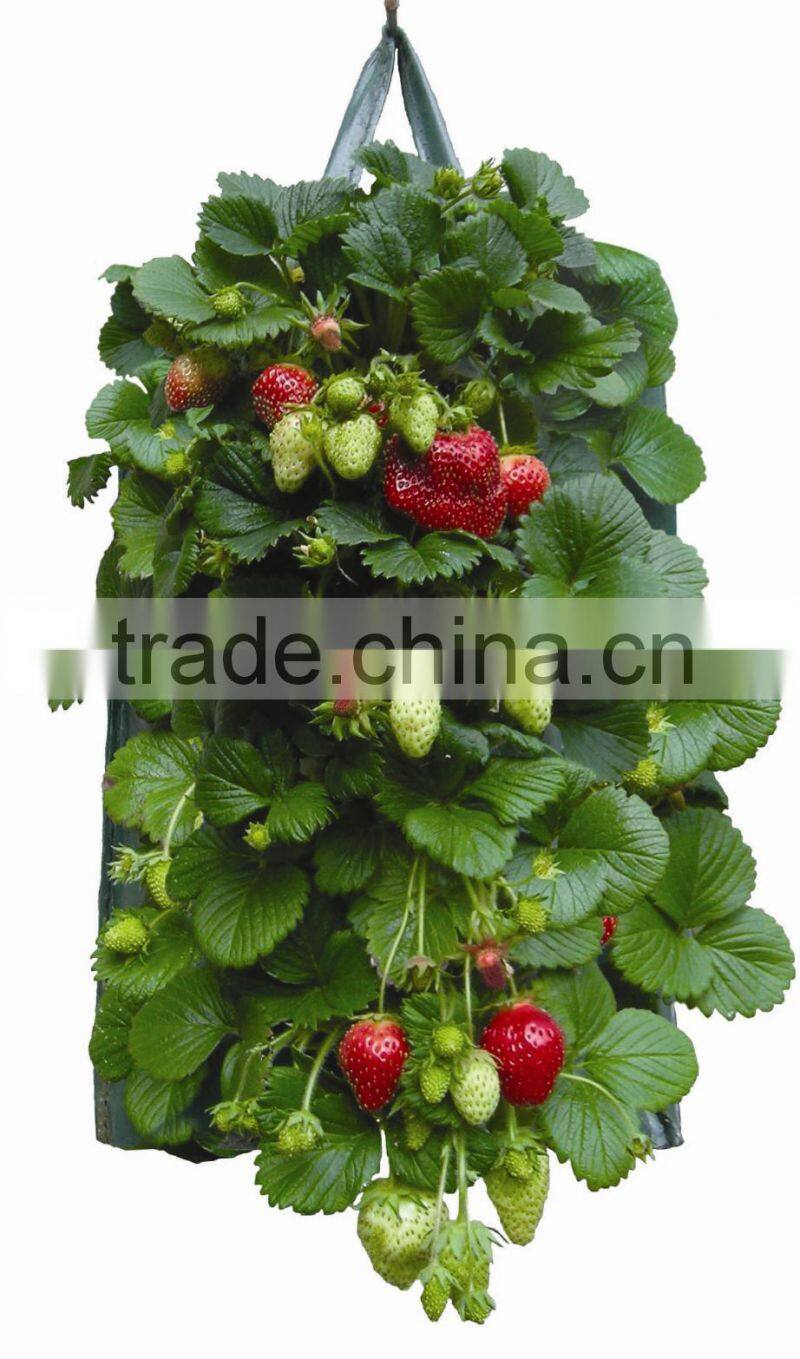 Recycled Pop -Up Strawberry Planter For Garden Planting