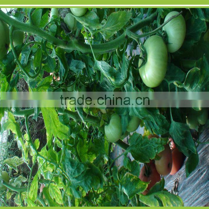 Solanberry fertilizer solanaceous vegetables organic fertilizer eggplant fertilizer