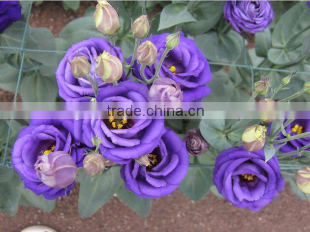 Sale Lisianthus flower seeds Eustoma grandiflorum seeds for planting