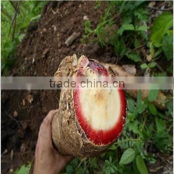 Pure Butea Superba Extract Capsules Enlargement Booster Increases Energy