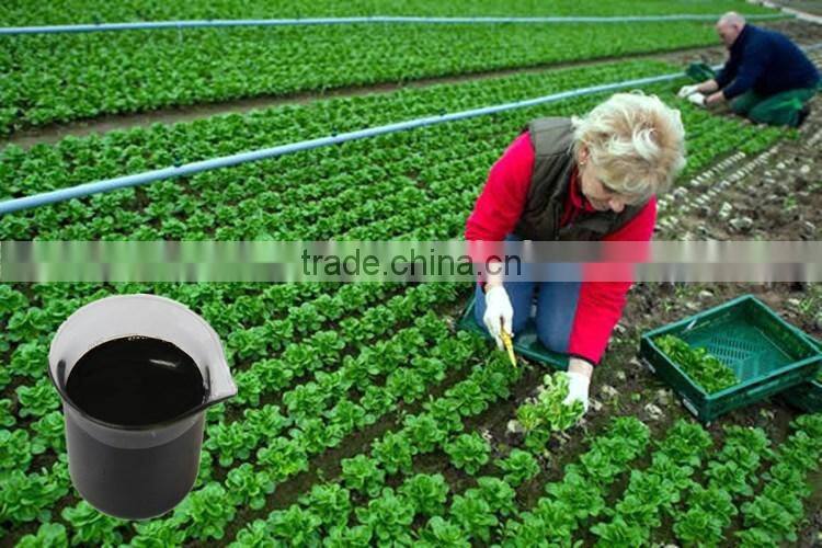 Best sell organic sargassum seaweed fertilizer for potato with competitive price