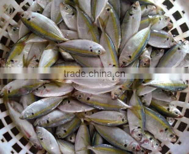 Horse Mackerel for Sale Frozen Horse Mackerel 20cm+