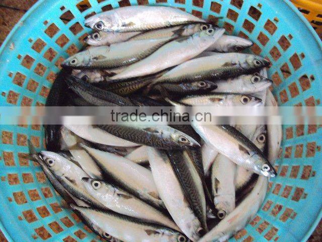 frozen pacific mackerel
