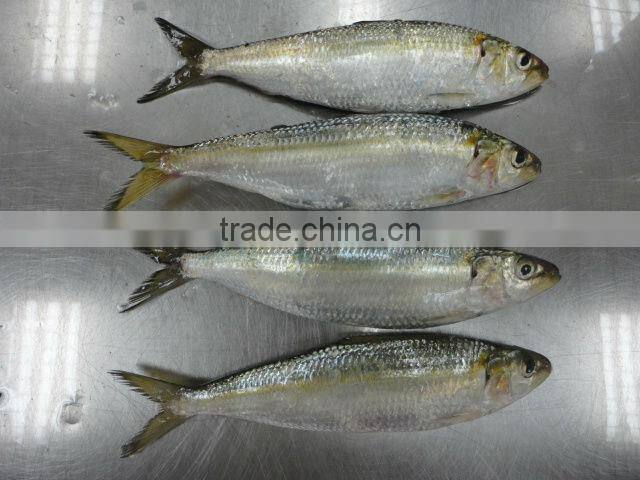 good quality sea frozen sardine fish