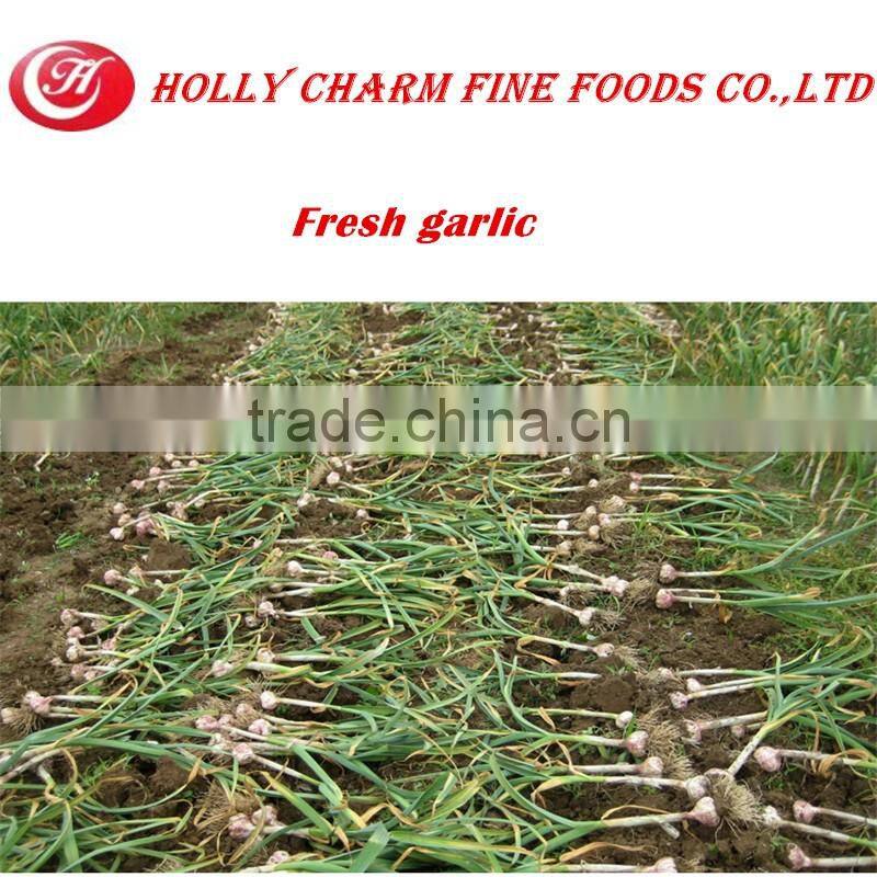 Hot sale healthcare product solo black garlic