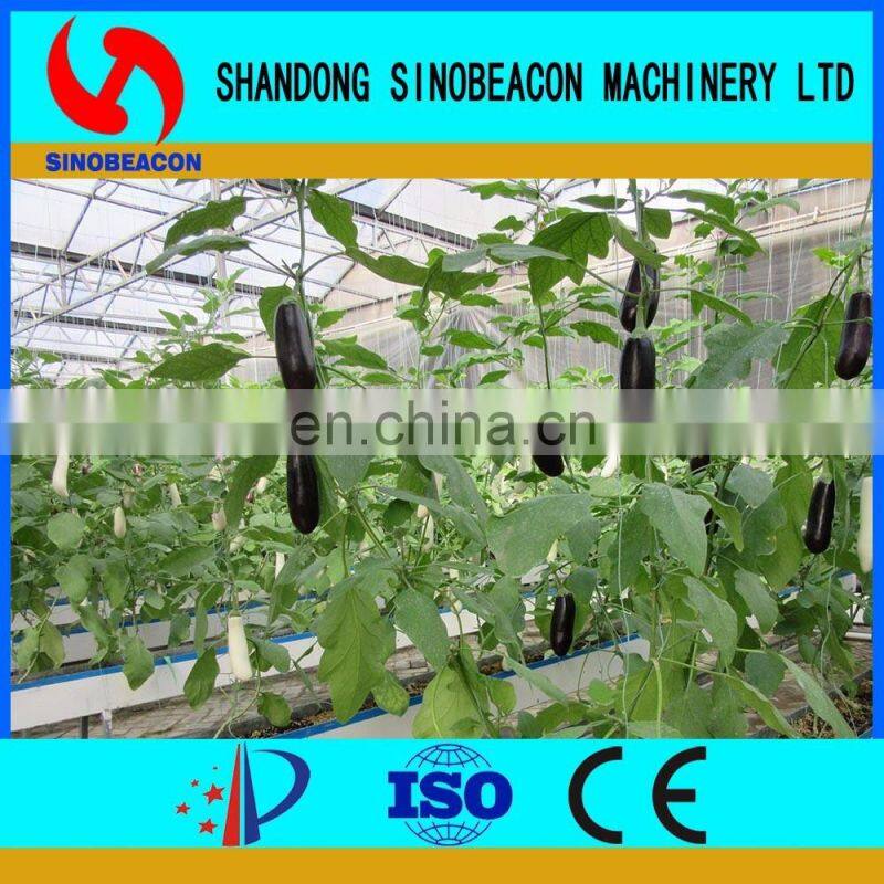 Chinese Aubergine Hydroponics Growing Systems In Greenhouse