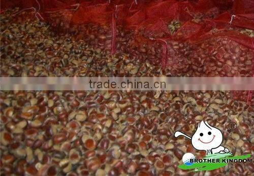 Chinese chestnut wholesale