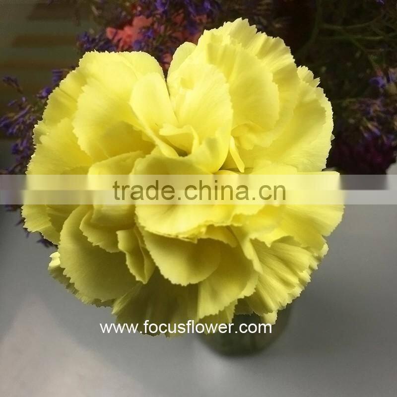 Best Carnation Price Cut Carnation Flowers As Wedding Flower Yellow Fresh Cut Carnation Flower
