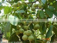 Fctory supply improve brain capsules walnut oil capsules, walnut oil