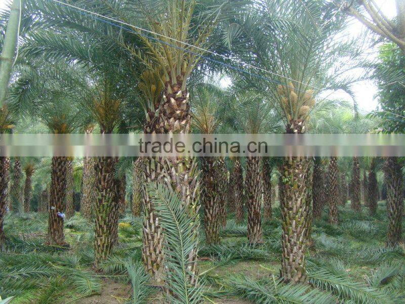 Hot wholesale outdoor ornamental decrotive landscaping Phoenix sylvestris palm trees plants