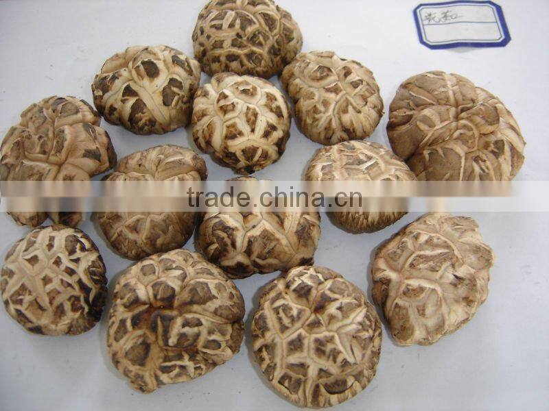 Top Quality Flower Mushroom,2015 Top Dried Shiitake Mushroom