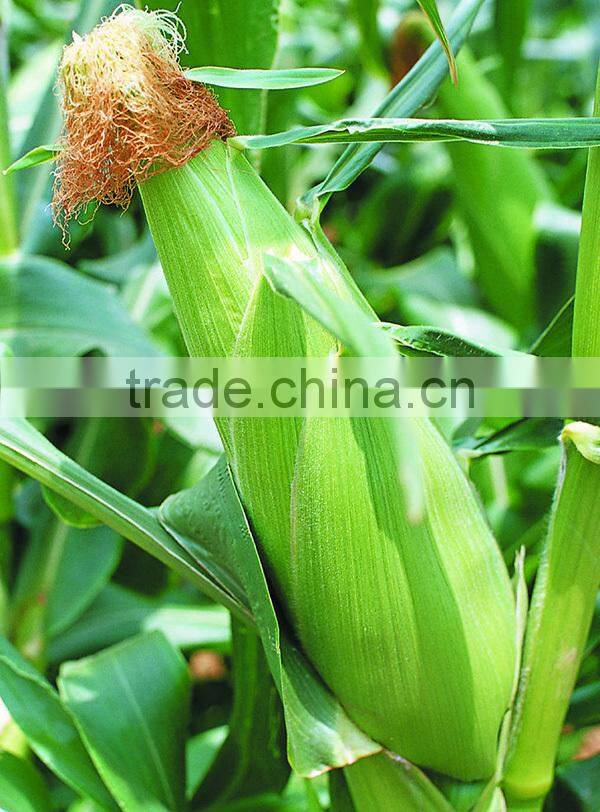 MCO05 Nuo high production sweet corn seeds hybrid, waxy corn seeds