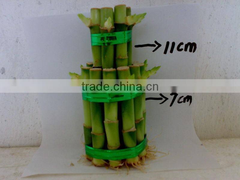 Lucky bamboo towers