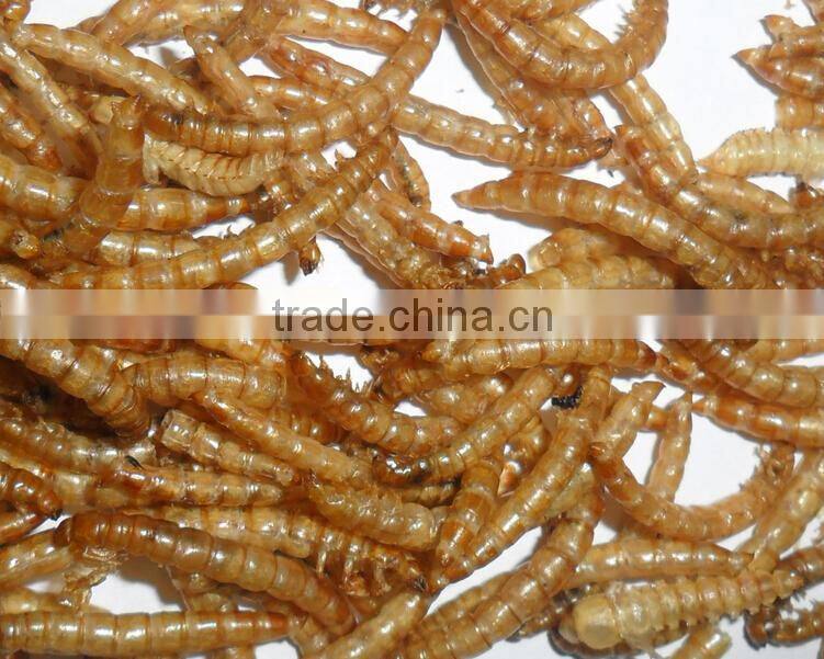 Chicken Farms Like Poultry Feed Dried Mealworms