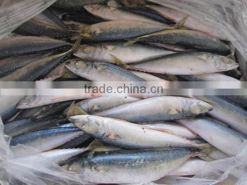frozen pacific mackerel 10-12 pieces/kg new-coming