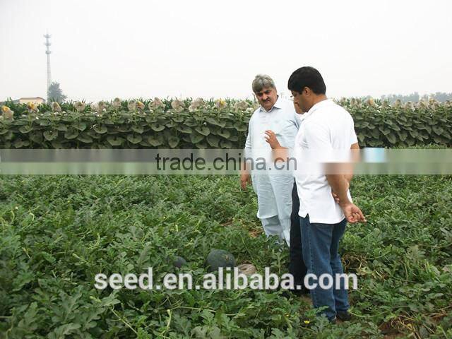 open pollinated leafy caraway seeds Big Leaf