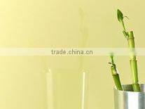 China factory 3mm French Green water-resistant Lacquered glass