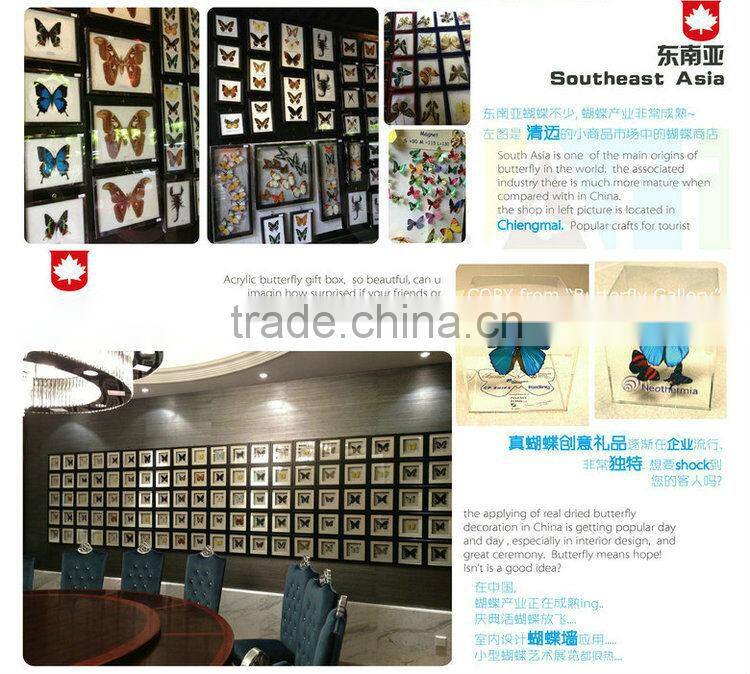 FOUSEN(011) Nature& Art natural real dried butterfly unique table frame