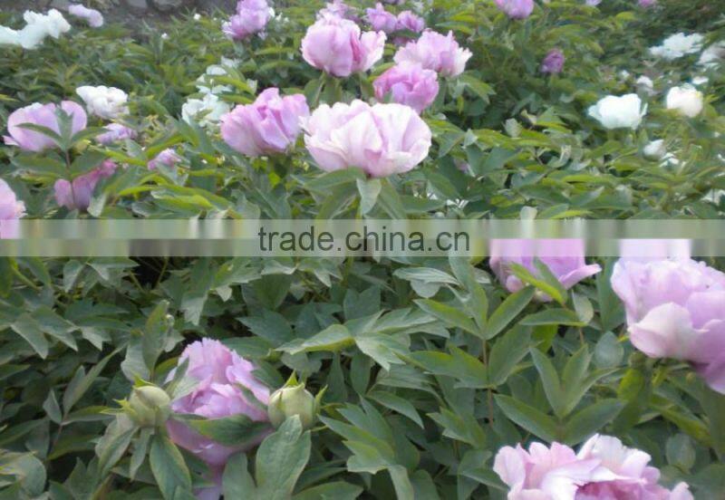Paeonia suffruticosa Andrews peony seedling