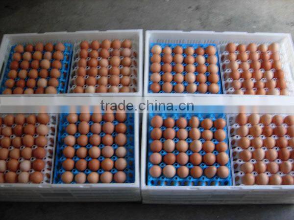 plastic incubator egg tray plastic egg trays cheap plastic serving trays
