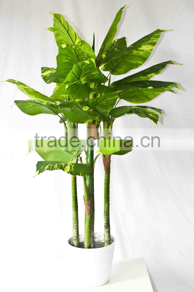 Supply evergreen bonsais