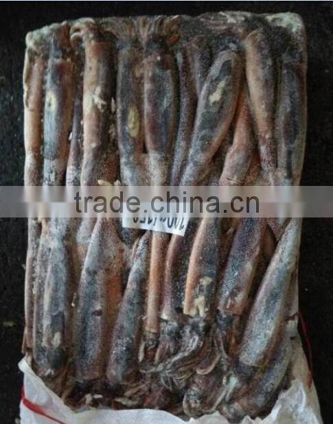 Sea frozen WR illex argentina squid