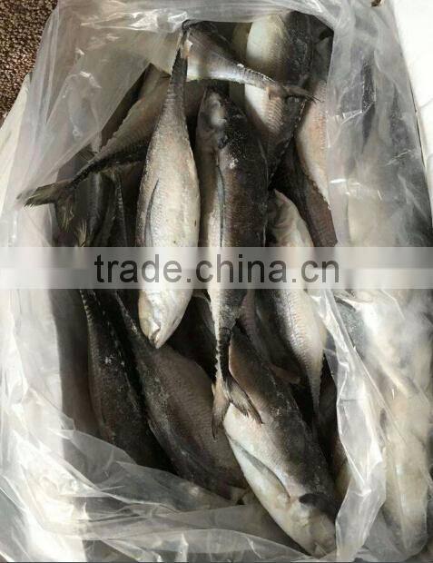 Whole Fish Frozen Jack Mackerel