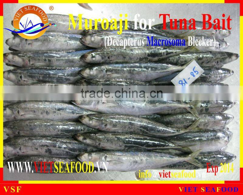 MUROAJI FOR TUNA BAIT