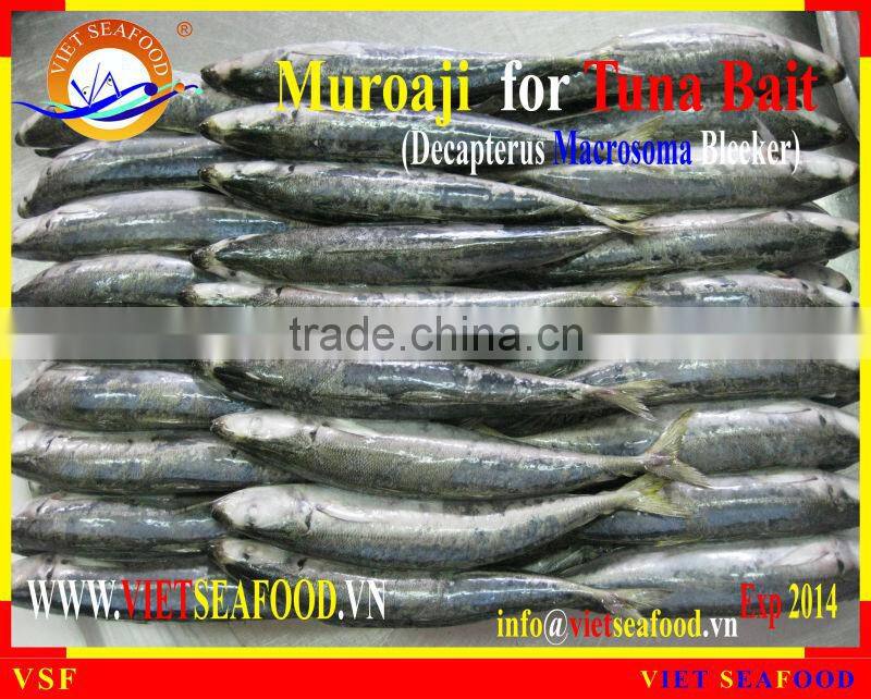 FROZEN MUROAJI FOR TUNA BAIT