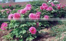 Tree Peony Plant Root Chun Hong Jiao Yan