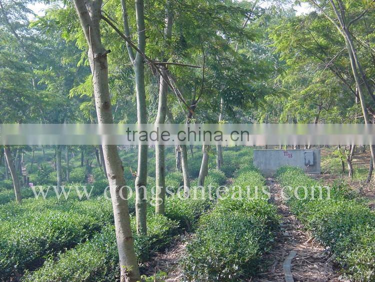 Oriental Beauty tea from Vietnam