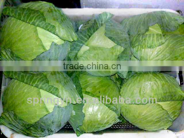 Green chinese cabbage with high quality on hot sale