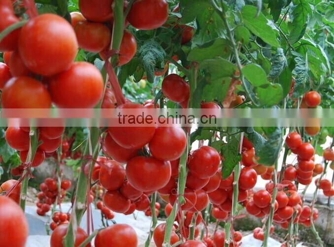 2014 Crop Low Price Tomato Paste 70-4500g Brix 28-30% Hot Sale