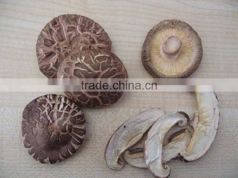 Alibaba buy now market prices for mushroom products made in asia