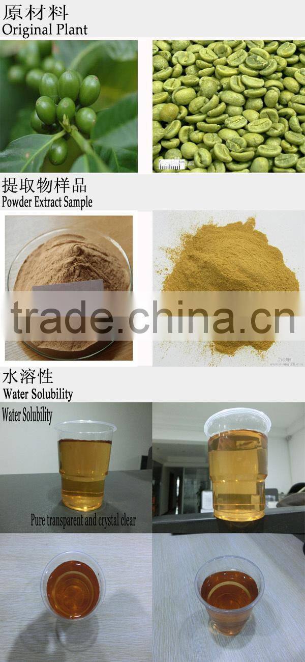 100% natural and pure green coffee bean extract by Solvent Metnod